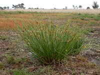 Juncus effusus 32, Pitrus, Saxifraga-Ed Stikvoort