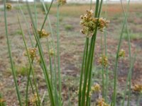 Juncus effusus 33, Pitrus, Saxifraga-Ed Stikvoort
