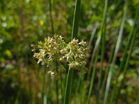 Juncus effusus 34, Pitrus, Saxifraga-Ed Stikvoort
