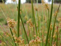 Juncus effusus 35, Pitrus, Saxifraga-Ed Stikvoort