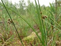 Juncus filiformis 19, Draadrus, Saxifraga-Hans Grotenhuis