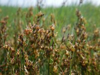 Juncus gerardii 19, Zilte rus, Saxifraga-Ed Stikvoort