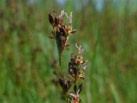 Juncus gerardii 20, Zilte rus, Saxifraga-Ed Stikvoort