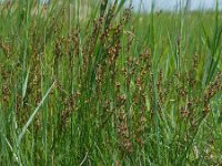 Juncus gerardii 21, Zilte rus, Saxifraga-Ed Stikvoort