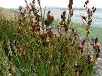 Juncus gerardii 22, Zilte rus, Saxifraga-Ed Stikvoort