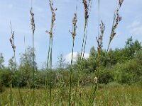 Juncus gerardii 25, Zilte rus, Saxifraga-Ed Stikvoort