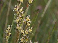 Juncus squarrosus 10, Trekrus, Saxifraga-Willem van Kruijsbergen