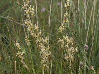 Juncus squarrosus 9, Trekrus, Saxifraga-Willem van Kruijsbergen