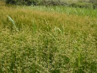 Juncus subnodulosus 7, Paddenrus, Saxifraga-Ed Stikvoort