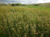 Juncus subnodulosus 8, Paddenrus, Saxifraga-Ed Stikvoort