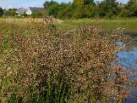Juncus subnodulosus 9, Paddenrus, Saxifraga-Ed Stikvoort