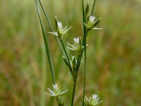 Juncus tenuis 11, Tengere rus, Saxifraga-Ed Stikvoort