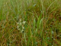 Juncus tenuis 12, Tengere rus, Saxifraga-Ed Stikvoort