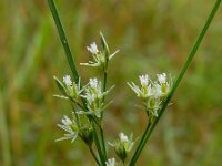 Juncus tenuis 13, Tengere rus, Saxifraga-Ed Stikvoort