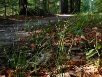 Juncus tenuis 14, Tengere rus, Saxifraga-Ed Stikvoort