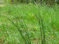 Juncus tenuis 15, Tengere rus, Saxifraga-Ed Stikvoort