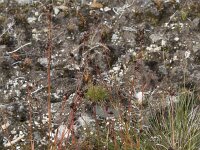 Juncus triglumis 2, Saxifraga-Willem van Kruijsbergen