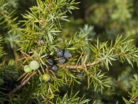 Juniperus communis, Juniper