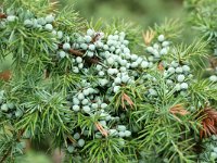 Juniperus communis 104, Jeneverbes, Saxifraga-Tom Heijnen