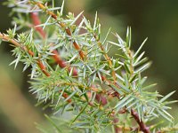 Juniperus communis 106, Jeneverbes, Saxifraga-Tom Heijnen