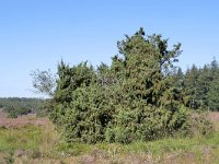 Juniperus communis 108, Jeneverbes, Saxifraga-Tom Heijnen