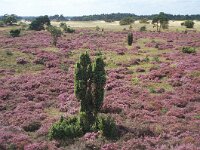 Juniperus communis 111, Jeneverbes, Saxifraga-Ed Stikvoort
