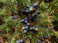 Juniperus communis 112, Jeneverbes, Saxifraga-Ed Stikvoort