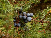Juniperus communis 114, Jeneverbes, Saxifraga-Ed Stikvoort
