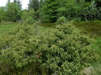 Juniperus communis 115, Jeneverbes, Saxifraga-Ed Stikvoort : Col de la Loge en Sagne Bourrue en La Pigne s9900