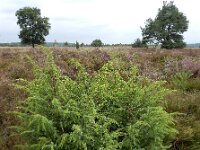 Juniperus communis 116, Jeneverbes, Saxifraga-Ed Stikvoort