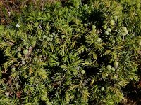 Juniperus communis 118, Jeneverbes, Saxifraga-Ed Stikvoort