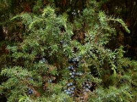 Juniperus communis 119, Jeneverbes, Saxifraga-Ed Stikvoort