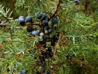 Juniperus communis 121, Jeneverbes, Saxifraga-Ed Stikvoort