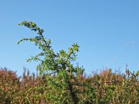 Juniperus communis 19, Jeneverbes, Saxifraga-Hans Dekker