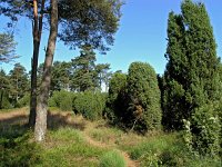 Juniperus communis 2, Jeneverbes, Saxifraga-Hans Dekker