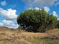 Juniperus communis 20, Jeneverbes, Saxifraga-Hans Dekker
