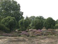Juniperus communis 23, Jeneverbes, Saxifraga-Hans Boll
