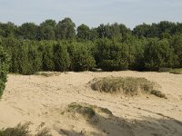 Juniperus communis 44, Jeneverbes, Saxifraga-Willem van Kruijsbergen