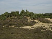 Juniperus communis 47, Jeneverbes, Saxifraga-Willem van Kruijsbergen