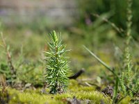 Juniperus communis 94, Jeneverbes, Saxifraga-Mark Zekhuis