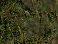 Juniperus communis ssp communis 72, Jeneverbes, Saxifraga-Willem van Kruijsbergen