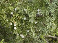 Juniperus macrocarpa 2, Saxifraga-Jan van der Straaten
