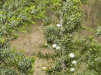 Juniperus macrocarpa 3, Saxifraga-Jan van der Straaten