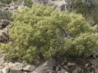 Juniperus oxycedrus 14, Saxifraga-Jan van der Straaten