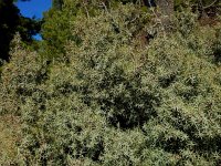 Juniperus oxycedrus 30, Saxifraga-Ed Stikvoort : bij Polop