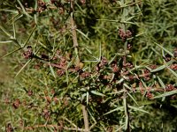 Juniperus oxycedrus 32, Saxifraga-Ed Stikvoort : bij Polop