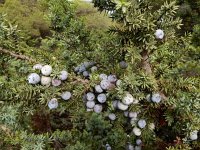 Juniperus oxycedrus ssp macrocarpa 26, Saxifraga-Ed Stikvoort