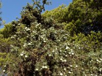 Juniperus oxycedrus ssp macrocarpa 28, Saxifraga-Ed Stikvoort