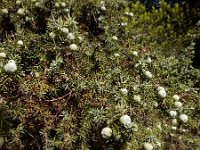 Juniperus oxycedrus ssp macrocarpa 29, Saxifraga-Ed Stikvoort