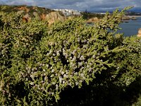 Juniperus phoenicea ssp turbinata 37, Saxifraga-Ed Stikvoort